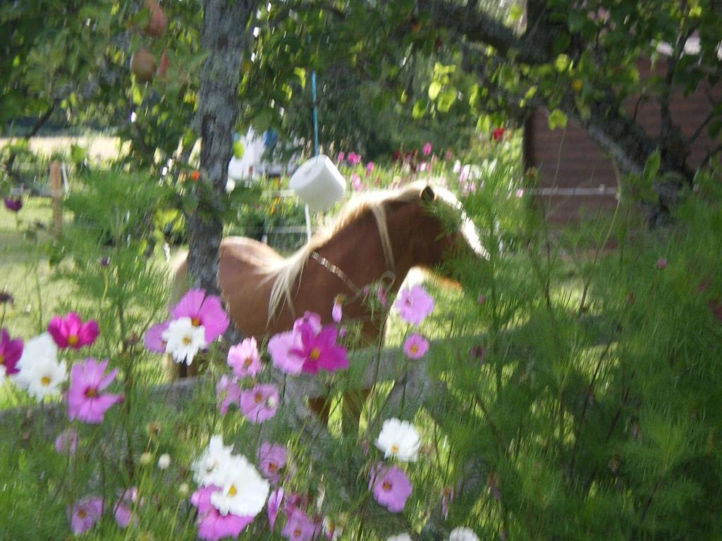 Martigny-le-Comte Le Trot'In Chair Bed & Breakfast エクステリア 写真